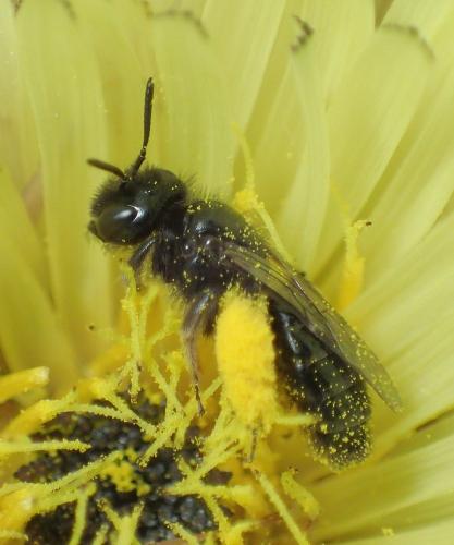 Réf. 235 675 : Panurgus sp.